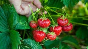 Comment poussent les fraises ?