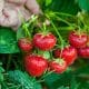 Comment poussent les fraises ?