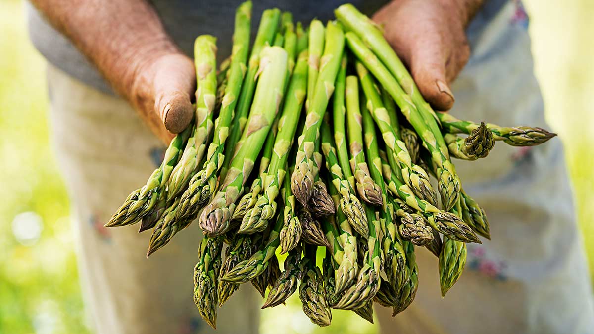 Quand les asperges sont-elles prêtes à récolter ?