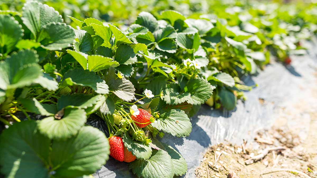 Est-ce qu’il a plusieurs types de fraises ?