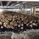 Comment cultive-t-on les champignons ?