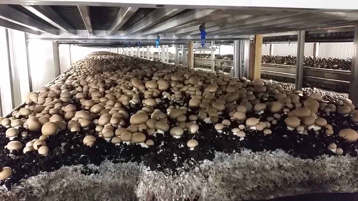 Comment cultive-t-on les champignons ? 