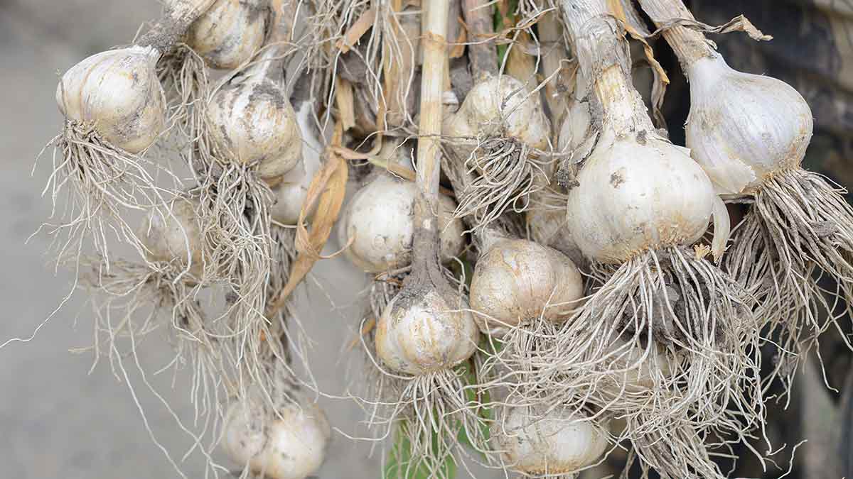 Comment se fait la récolte de l’ail ?