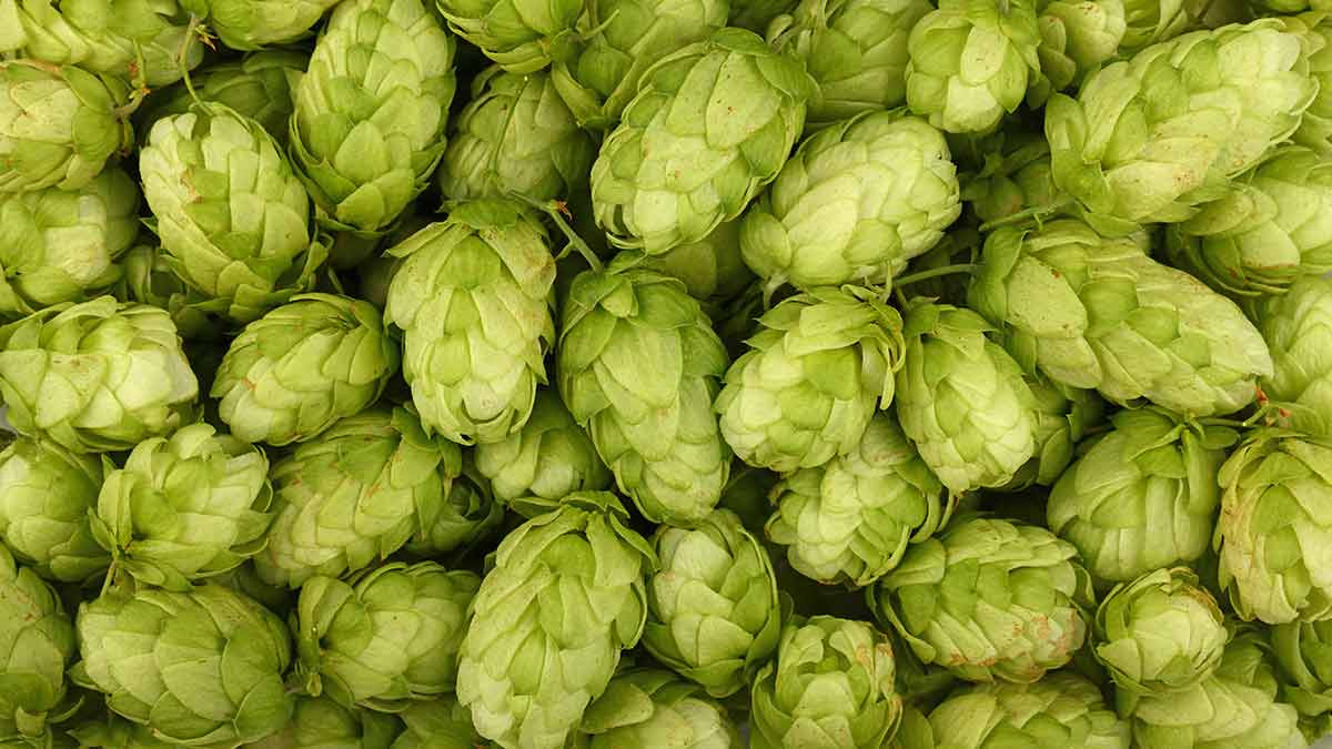 what-are-hops