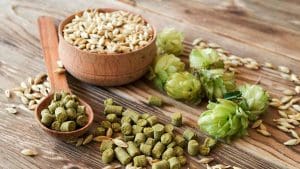 How-do-you-grow-hops