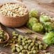How-do-you-grow-hops