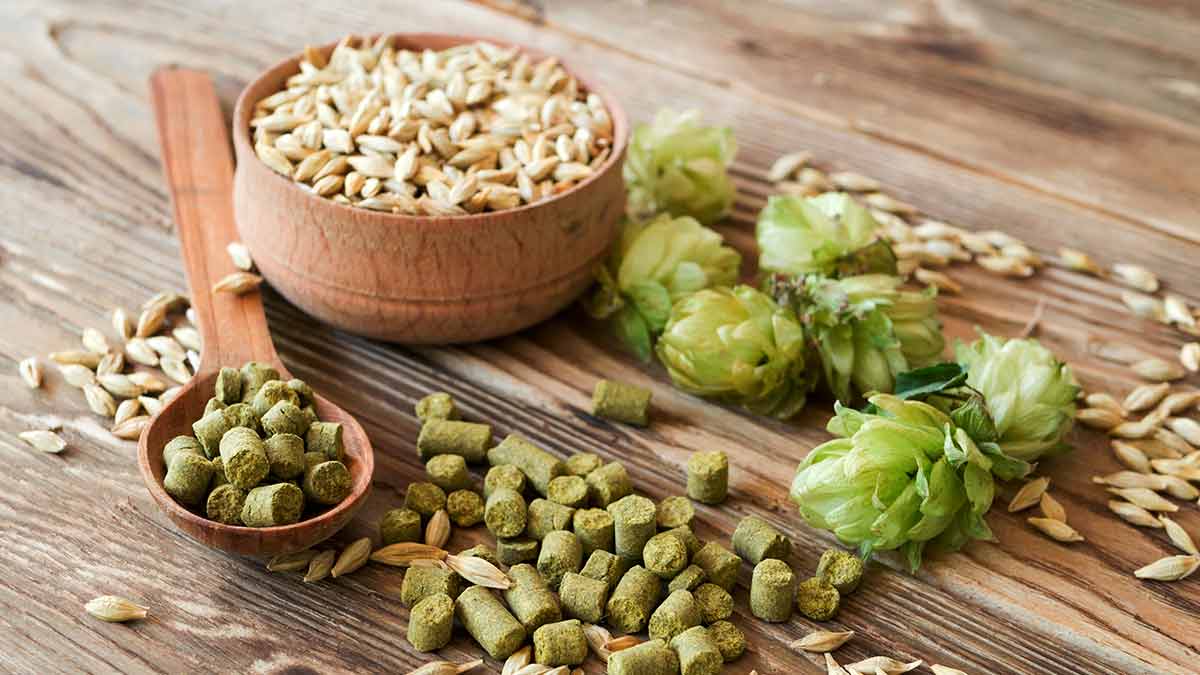 How-do-you-grow-hops