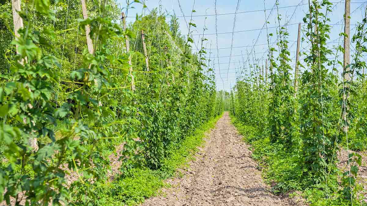 hops-on-vines