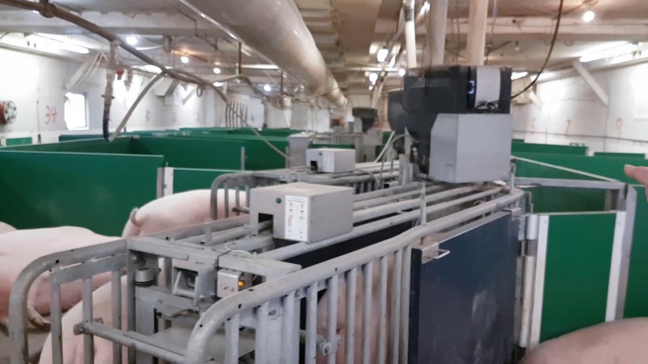 feeding-sows-electronically