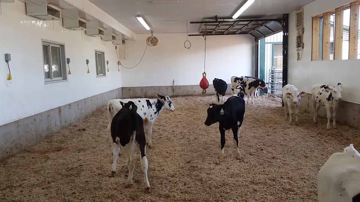 dairy-calves