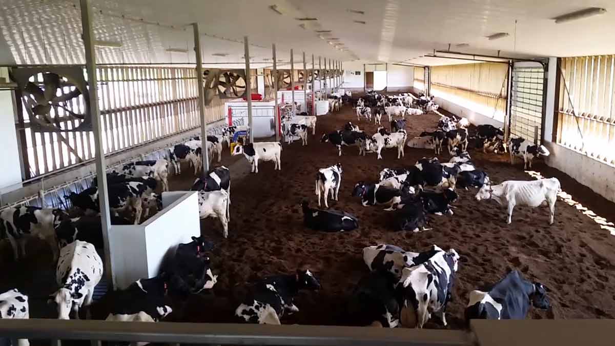 On passe maintenant de l’atelier d’alimentation à l’étable. Il y a combien de vaches, en tout ? Sur quoi sont-elles couchées ?