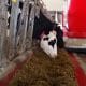 how-do-dairy-farmers-use-robots-in-the-barn