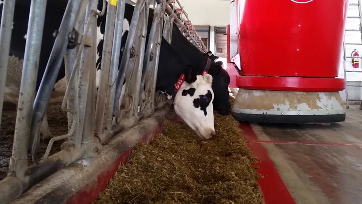 Comment-les-éleveurs-laitiers-utilisent-ils-des-robots-à-la-ferme ?