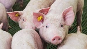 how-pigs-are-raised