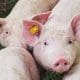 how-pigs-are-raised