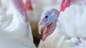 Turkey