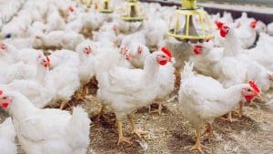 broiler chicken