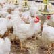 broiler chicken