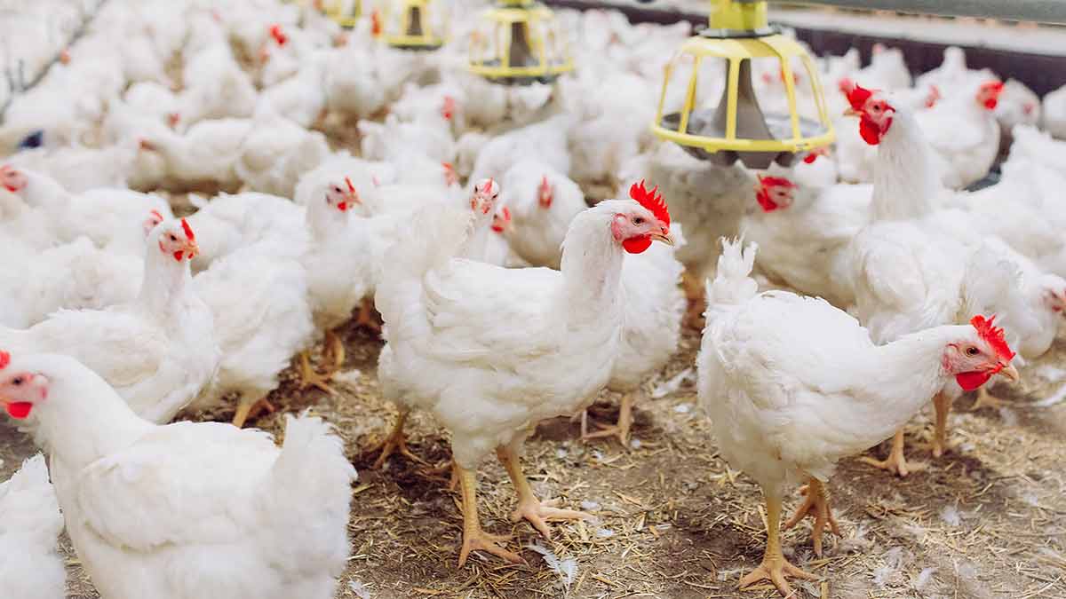 broiler chicken