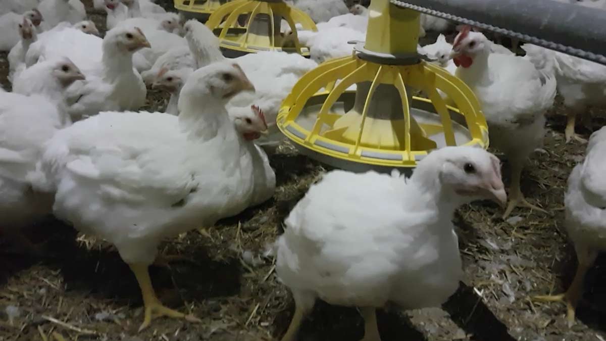 chicken 1