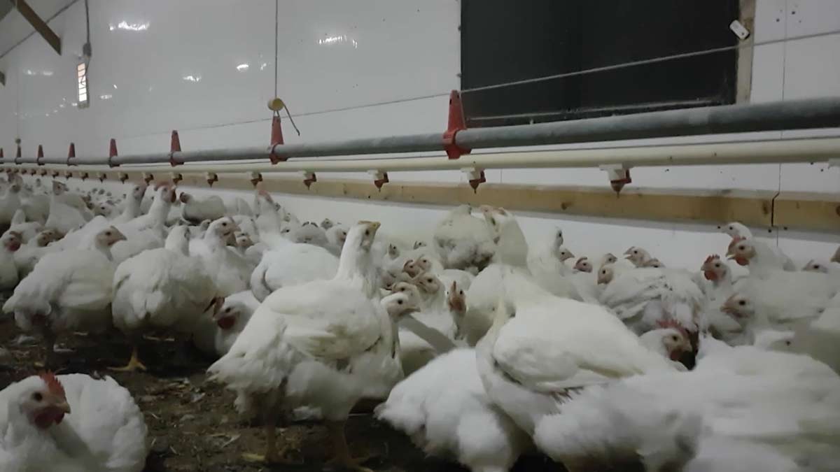 chicken 2