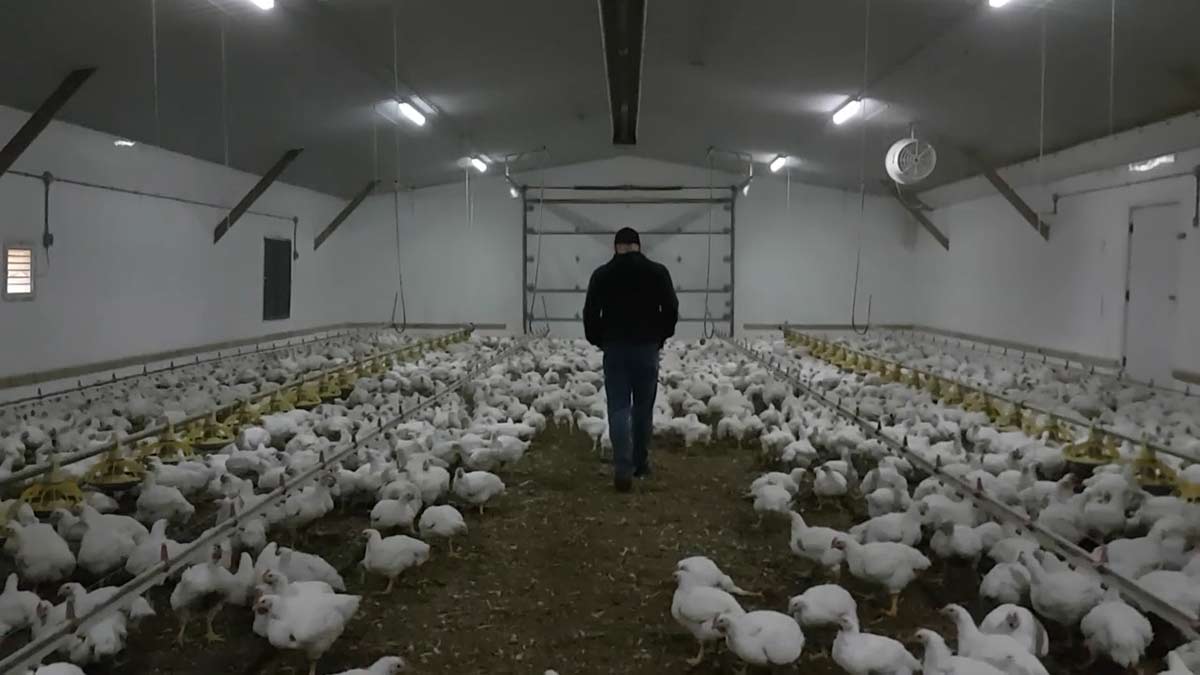 chicken 3