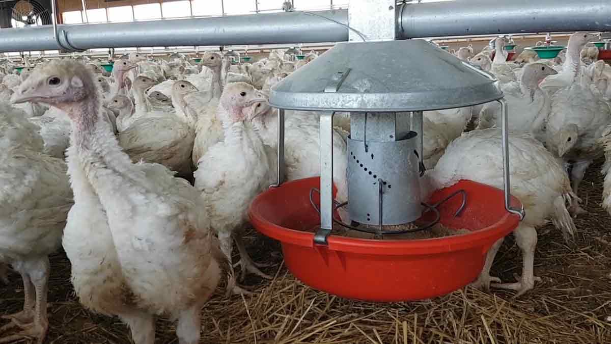 turkey feed pan