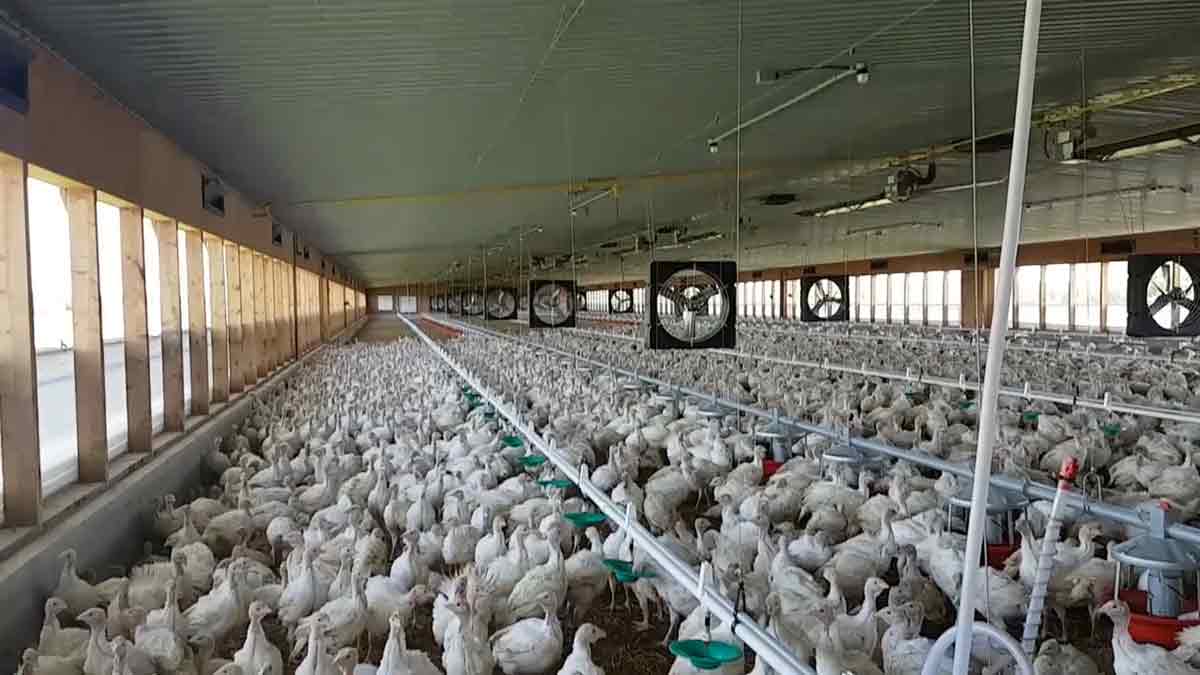 turkey in barn