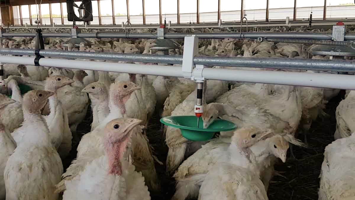 turkey water drippers