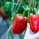 peppers-2