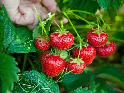 strawberries-in-hand