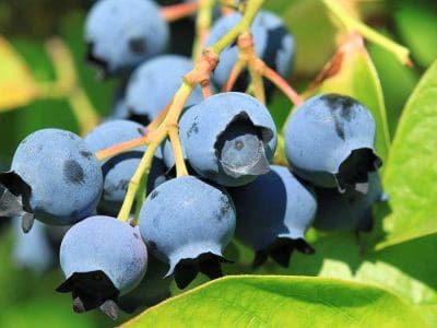bluebeery-2