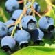bluebeery-2