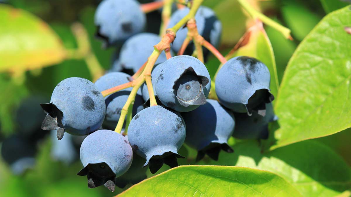 bluebeery-2