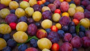 plum-varieties