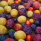 plum-varieties