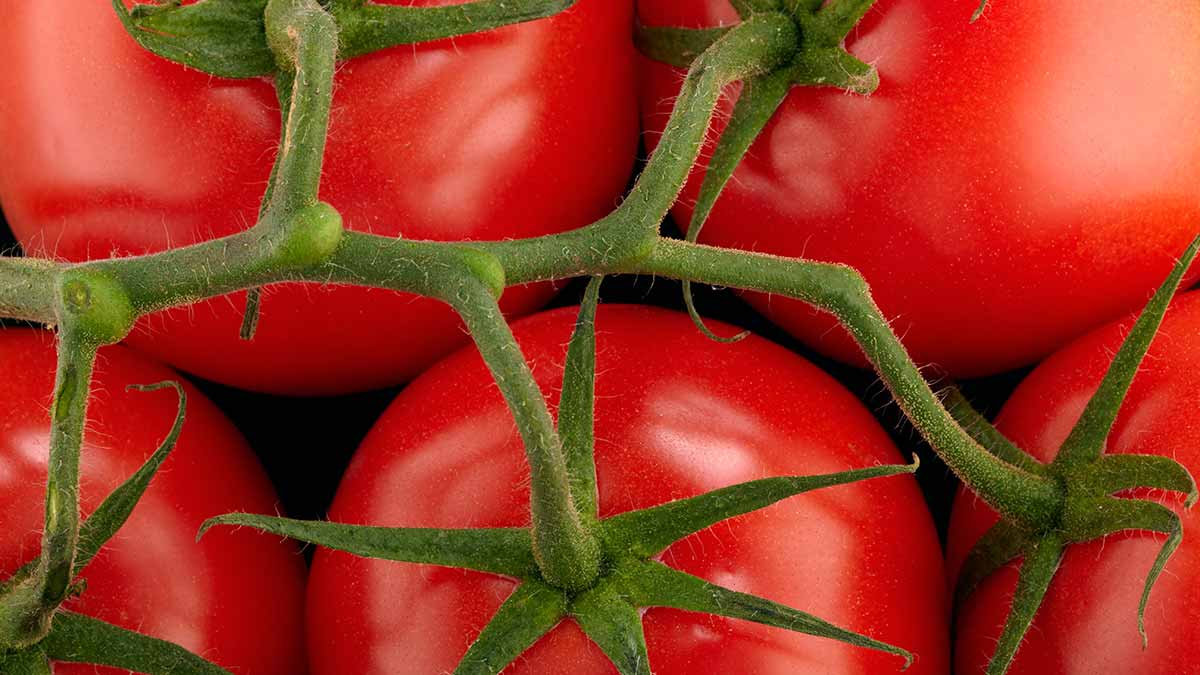 tomates-rondes
