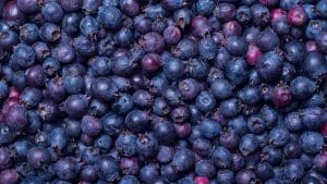 saskatoon berries