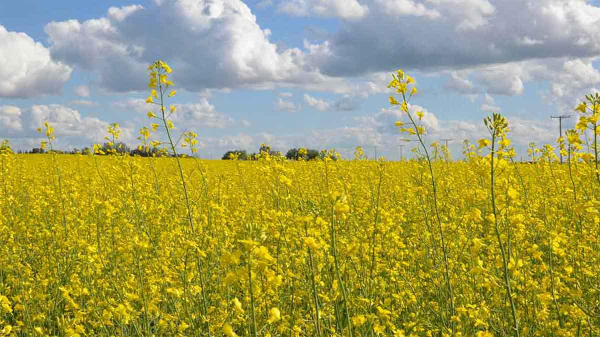 canola-field