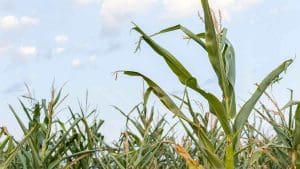 corn-plant