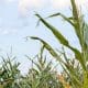 corn-plant