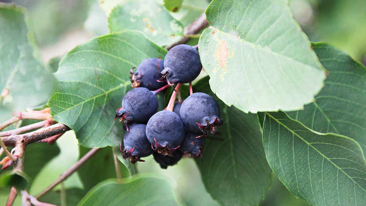 saskatoon-berry-bush