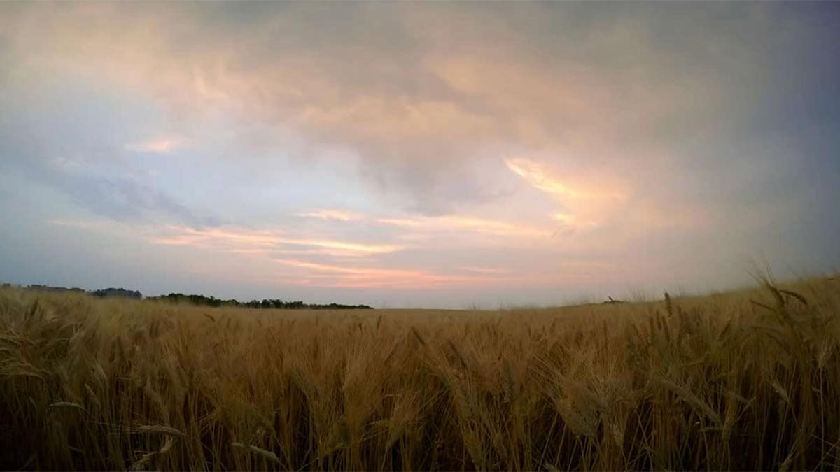 wheat-field