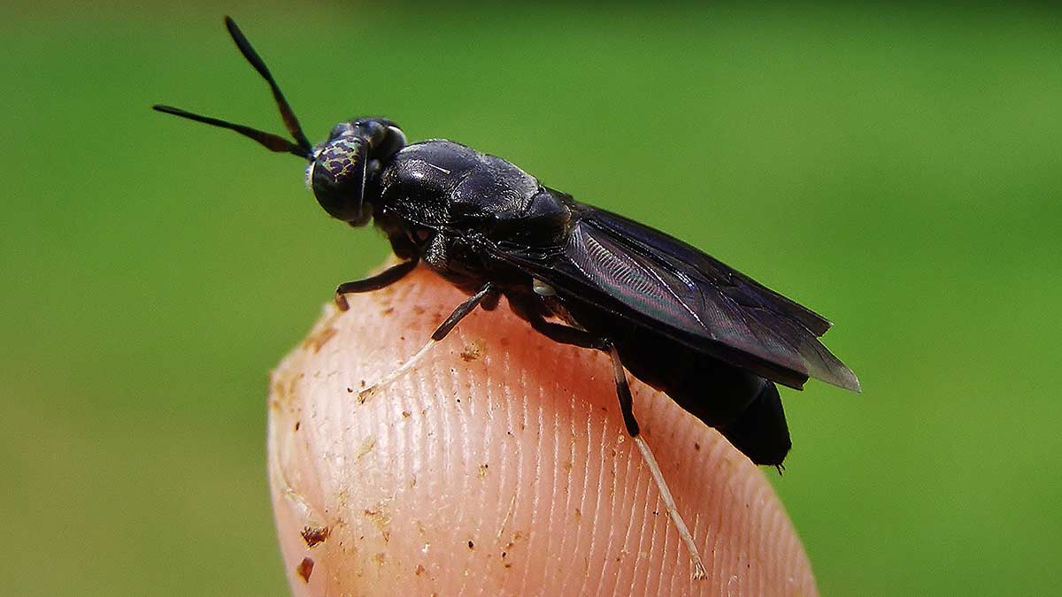 black-soldier-flies