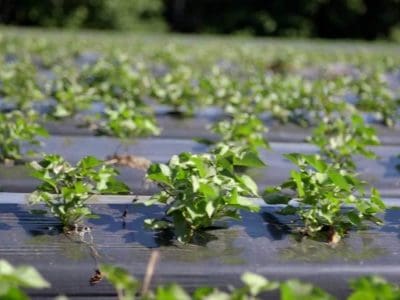 sweet-potato-plants-2