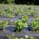sweet-potato-plants-2