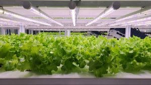 vertical-farming