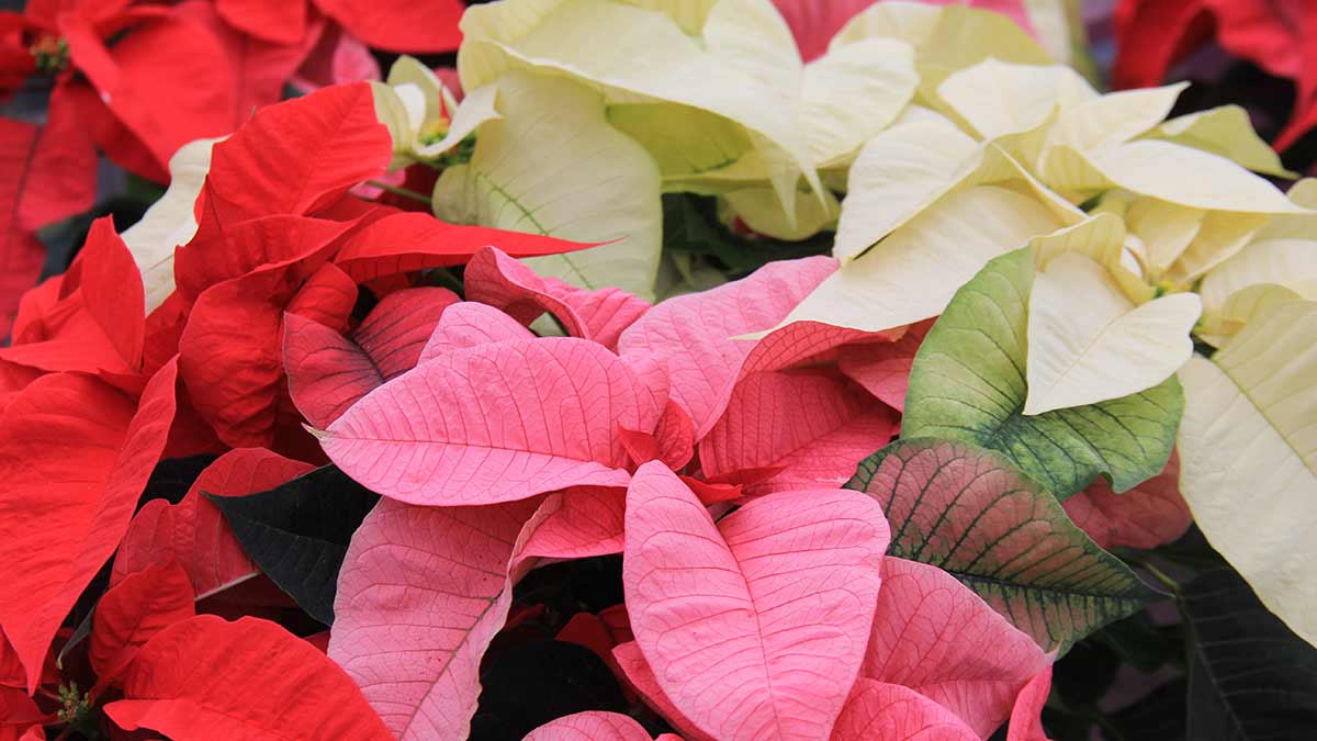 multicoloured-poinsettia