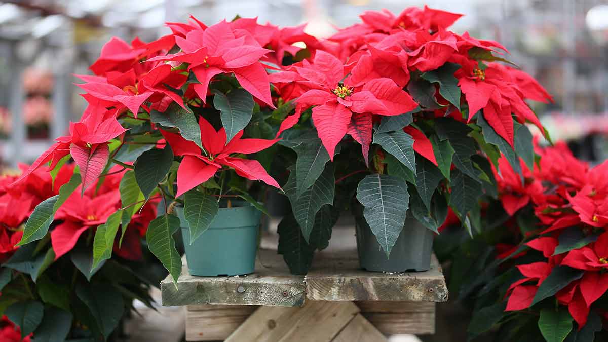 poinsettia-greenhouse