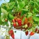 strawberry-hanger